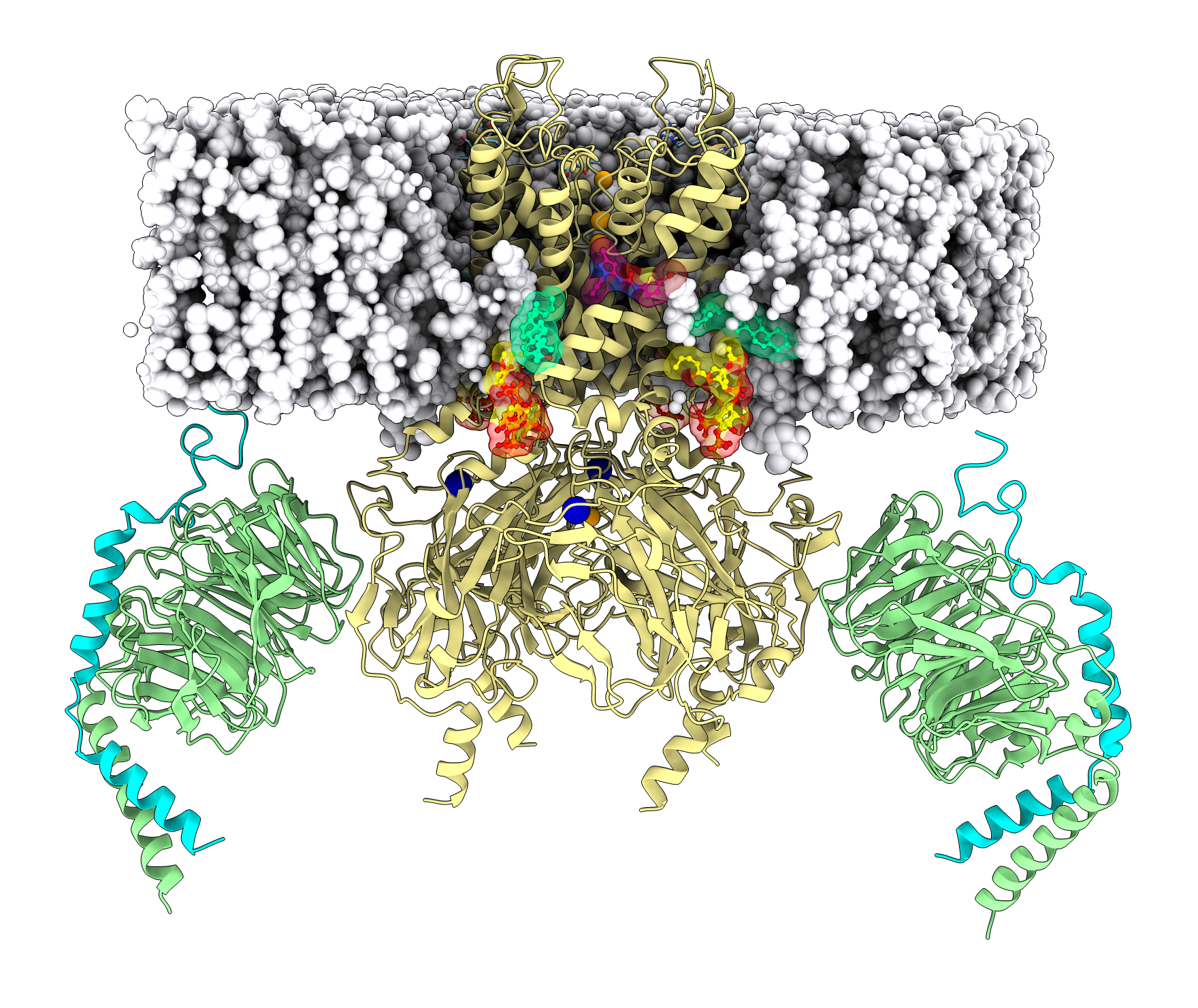 Active-state cryo-EM structure of GIRK potassium channel embedded in lipid bilayer
