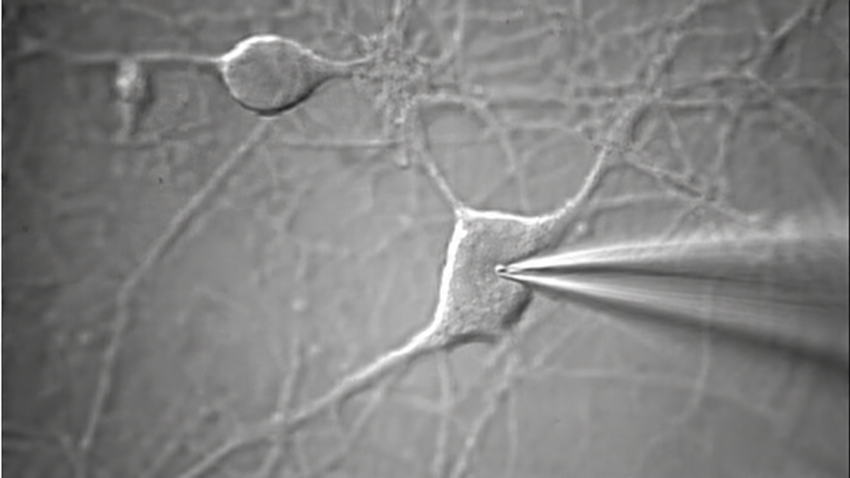 Patch clamp electrophysiology recording on neuronal cell