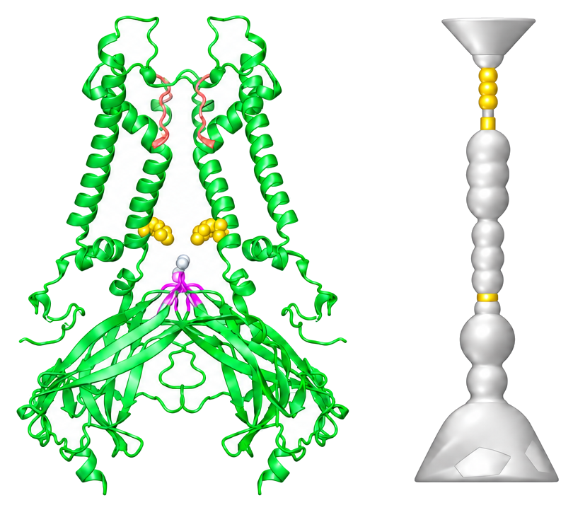Computational gating molecular dynamics and pore energy landscape