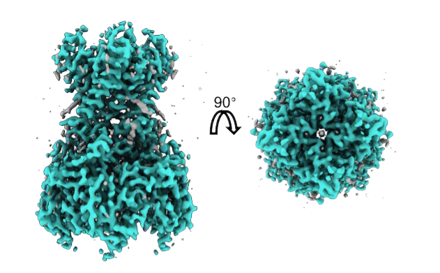 Cryo-EM active-state tetrameric channel structure at 90 degree views